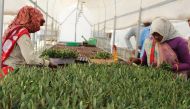 Workers at an Olive farm working on olive rooting process at Olive centre of excellence in Jaipur. IANS
