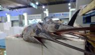 The swordfish species as a whole is not threatened but its Mediterranean sub-group is overfished having fallen an estimated two-thirds from 1985 (AFP Photo/Eric Piermont)