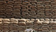 A dog stands on the heaps of sacks filled with paddy at a wholesale grain market in Chandigarh, India, November 18, 2016 (REUTERS / Ajay Verma) 