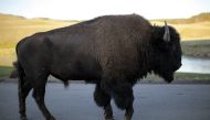 A bison walks in Yellowstone National Park in Wyoming, U.S. on August 10, 2011. REUTERS/Lucy Nicholson