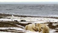 A polar bear sow and two cubs are seen on the Beaufort Sea coast within the 1002 Area of the Arctic National Wildlife Refuge in this undated handout photo provided by the U.S. Fish and Wildlife Service Alaska Image Library. U.S. Fish and Wildlife Service/