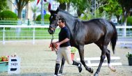 A horse is being put through its paces during a warm-up session ahead of the Al Rayyan Show Jumping Championship