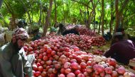 Afghan fruit vendors sort pomegranates on a farm in Kandahar.