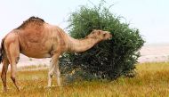 Among the major environmental violations was camel grazing in prohibited areas.