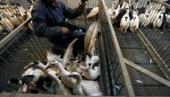 A Mulard duck is force fed by an employee at a poultry farm in Montsoue, France, January 12, 2017, as France continues a massive cull of ducks in three regions most affected by a severe outbreak of bird flu as it tries to contain the virus which has been 