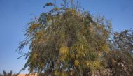 A 2015 file photo of Ghaf tree (Prosopis cineraria) on Al Furqan Street in Al Luqta are, Doha. Pic: FloraOfQatar.com
