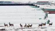 FILE PHOTO: Deer gather at a depot used to store pipes for Transcanada Corp's planned Keystone XL oil pipeline in Gascoyne, North Dakota, January 25, 2017. REUTERS/Terray Sylvester