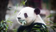Giant panda Bao Bao, pictured at the National Zoo, will depart the zoo for China on Feb. 21. (Photo by Sarah L. Voisin for The Washington Post)