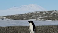 (FILES) This file photo taken on November 11, 2016 shows an Adelie penguin at the New Harbor research station near McMurdo Station in Antarctica. Analysis of ancient penguin guano has revealed on April 12, 2017 AFP / POOL / MARK RALSTON
