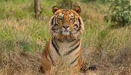 Raja, a rescued Royal Bengal Tiger, rests inside South Kahayar Bari tiger rescue centre at Jaldapara Wildlife Sanctuary, about 160 km north of the eastern city of Siliguri February 21, 2010. REUTERS/Rupak De Chowdhuri/Files