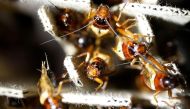 Edible crickets are pictured at a edible insects farm in Hwaseong, South Korea, August 10, 2016. REUTERS/Kim Hong-Ji
