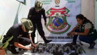 A handout picture released by SERFOR shows wildlife staff liberating some of the 29 endangered Galapagos tortoises from Ecuador intercepted and rescued in Piura, northern Peru, on April 19, 2017. AFP PHOTO / SERVICIO NACIONAL FORESTAL Y DE FAUNA SILVESTRE