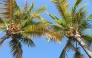Representational file photo of a coconut tree.