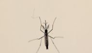 Aedes aegypti mosquito is seen at the Laboratory of Entomology and Ecology of the Dengue Branch of the US Centers for Disease Control and Prevention in San Juan, Puerto Rico, March 6, 2016 (REUTERS / Alvin Baez) 