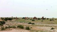 Camels grazing in an area prohibited for the activity. It was among the 43 violations against the environment recorded in the country in May.