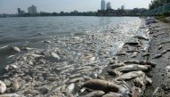 Dead fish are pictured at a corner of Hanoi's largest lake Ho Tay on October 3, 2016. File photo. / AFP.