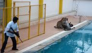 This file photo taken on February 7, 2016 shows an Indian man (L) with a tranquilizer gun watching as a leopard attacks a man identified by Indian media as wildlife conservationist Sanjay Gubbi (R) at a private school on the outskirts of Bangalore. (AFP)