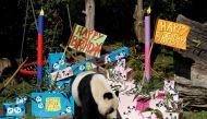 Giant Panda Yang Yang approaches parcels containing food on its twin cubs' first birthday at Schoenbrunn Zoo in Vienna, Austria August 7, 2017. (REUTERS/Heinz-Peter Bader)
