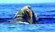 This file photo taken on June 19, 2001 by the National Oceanic and Atmospheric Administration shows an endangered North Atlantic right whale which is entangled in heavy plastic fishing link (Green Line-C) off Cape Cod, Massachusetts. AFP