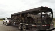 Horses are evacuated in San Antonio, Texas, on August 25, 2017, as Hurricane Harvey approaches. Harvey has intensified into a powerful category three storm, US meteorologists said August 25, as the Gulf Coast states of Texas and Louisiana braced for the f