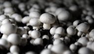 Mushroom gathering is a national obsession in Latvia.