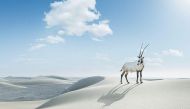 Qatar's Desert. Credit Visitqatar.com