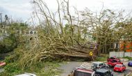 A century-old tree collapsed after Hurricane Maria at rio Piedras in San Juan, Puerto Rico on September 22, 2017.  Pablo Pantoja - AA
