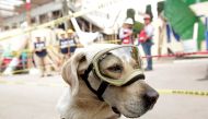 Rescue dog Frida looks on while working after an earthquake in Mexico City, Mexico September 22, 2017. REUTERS/Jose Luis Gonzalez