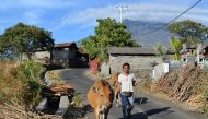 A farmer moves cattle from his land in Karangasem Regency on the Indonesian resort island of Bali on September 26, 2017, as Mount Agung volcano looms in the background. AFP / SONNY TUMBELAKA
