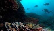 Divers and giant trevally (Caranx ignobilis) are pictued at Lisianski Island in Papahanaumokuakea Marine National Monument, northeast of Hawaii, U.S. (Greg McFall/NOAA Office of National Marine Sanctuaries/ Reuters)