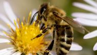 A bee collects pollen from a flower on October 4, 2017 at the botanical garden in Munich, southern Germany.  AFP / dpa / Sven Hoppe