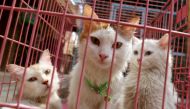 Cats are seen at a shelter in the Iraqi capital Baghdad on September 20, 2017. Homeless animals typically face cruelty or even extermination on the streets of the city, but now some pet lovers are looking to use social media to change attitudes and find l