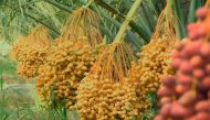 Still captured from one of the videos of Hassad Food Farms in Qatar