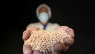 A man holds wheat at the grain silos in Cairo, Egypt, October 4, 2017 (Reuters / Mohamed Abd El Ghany) 