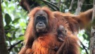 Tapanuli orangutan, which is genetically and morphologically distinct from both Bornean and Sumatran orangutans, and therefore is a separate species at the Batang Toru Ecosystem in North Sumatra, south of Lake Toba.  AFP Photo / Sumatran Orangutan Conserv