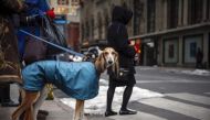 A dog waits on the corner of 31st street and 7th avenue in New York February 9 2014 Reuters Shannon Stapleton
