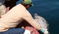 Between 300-400 dead sea turtles were found floating off El Salvador Photo courtesy:  Twitter / MARN El Salvador