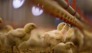 Nine-day-old chicks drink water at a Foster Farms ranch in Stanislaus County, California. Chicks are typically given various pharmaceuticals, including vaccines and low-level doses of antibiotics, in their water or food to ward off disease. Reuters/Max Wh