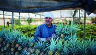 A Gazan farmer picks the pineapples at a greenhouse in Gaza City, Gaza on November 09, 2017. Gazaian farmers starts to the production of pineapples which doesn't require much water, on the purpose of water saving because of the water shortage on blockaded