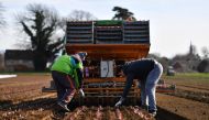 Workers plant salad crops in a field in Wrotham, south east England on March 13, 2017 (AFP / Ben Stansall) 