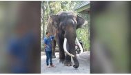 This undated handout photo released by the Chiang Mai Zoo shows the elephant Ekasit, who killed his owner Somsak Riengngen on Nov 28, 2017, standing next to one of the zoo's elephant handlers. (Photo: AFP/Chiang Mai Zoo).