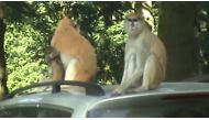 Woburn Safari Park in Bedfordshire, southern England, said staff were left 