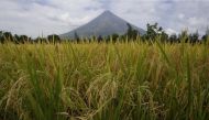 File photo of rice stalks ready for harvesting are pictured at a rice field overlooking Mayon volcano in Daraga, Albay in central Philippines April 3, 2016. REUTERS/Erik De Castro