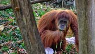 Image of an orangutan used for representation purposes only.