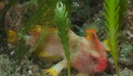Image taken from the Institute for Marine and Antarctic Studies page. Antonia Cooper / Reef Life Survey