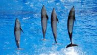 Dolphins perform during a press visit May 10, 2017 at the Marineland Zoo in Antibes, France.  Reuters/Eric Gaillard