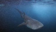 File photo of a six meter whale shark swims just outside Hanifaru Bay of Maldives' remote Baa Atoll, August 10, 2011. REUTERS/David Loh 
