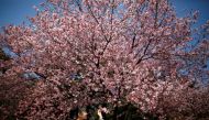 A visitor looks at early flowering Kanzakura cherry blossoms in full bloom at the Shinjuku Gyoen National Garden in Tokyo, Japan March 14, 2018. REUTERS/Issei Kato
