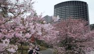 Pedestrians stroll beside the early blooming cherry blossoms in Tokyo on March 19, 2018. AFP / Kazuhiro Nogi 