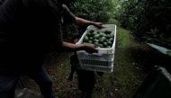 A farm worker loads a crate of freshly picked avocados into a truck at a plantation in Tacambaro, in Michoacan state, Mexico, June 7, 2017. Reuters/Alan Ortega          
